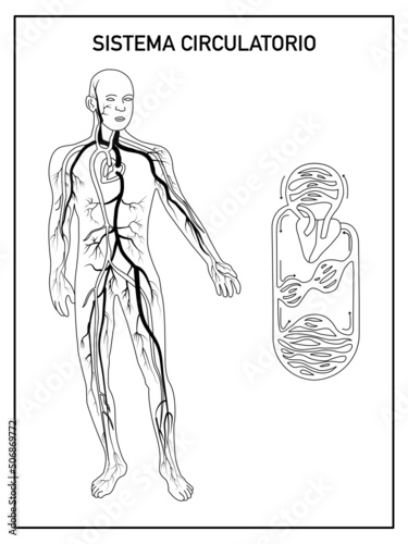 Black and white scheme of the circulatory system for school, without names