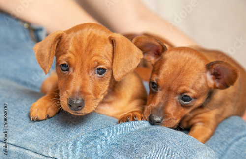 Two brown puppies are lying in the arms of a man. Little dogs on a girl's lap. C © BetterPhoto