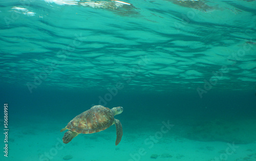 underwater scene , set turtle , caribbean sea