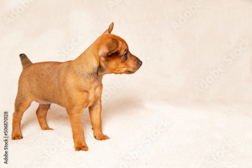 Fototapeta Naklejka Na Ścianę i Meble -  The little dog stands and looks away. Cute puppy on a light background, pinscher