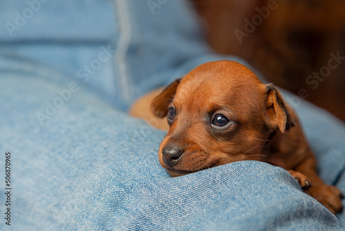 The brown puppy is lying on the lap of the owner. The muzzle dog Mini pinscher