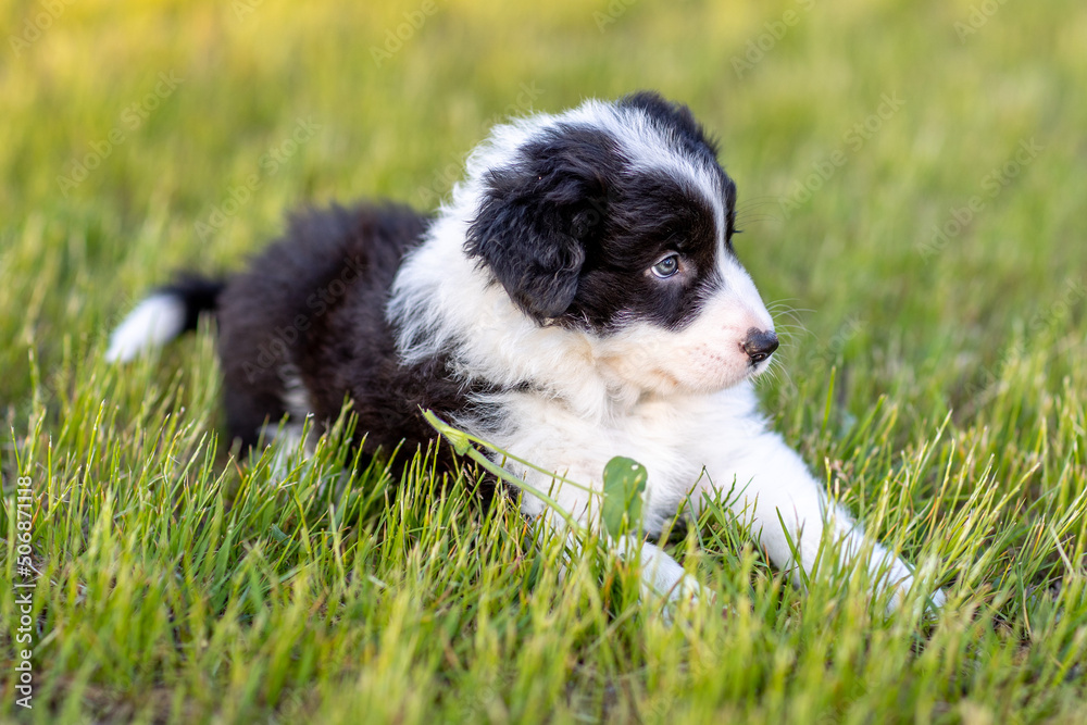 Border Collie Border Collie