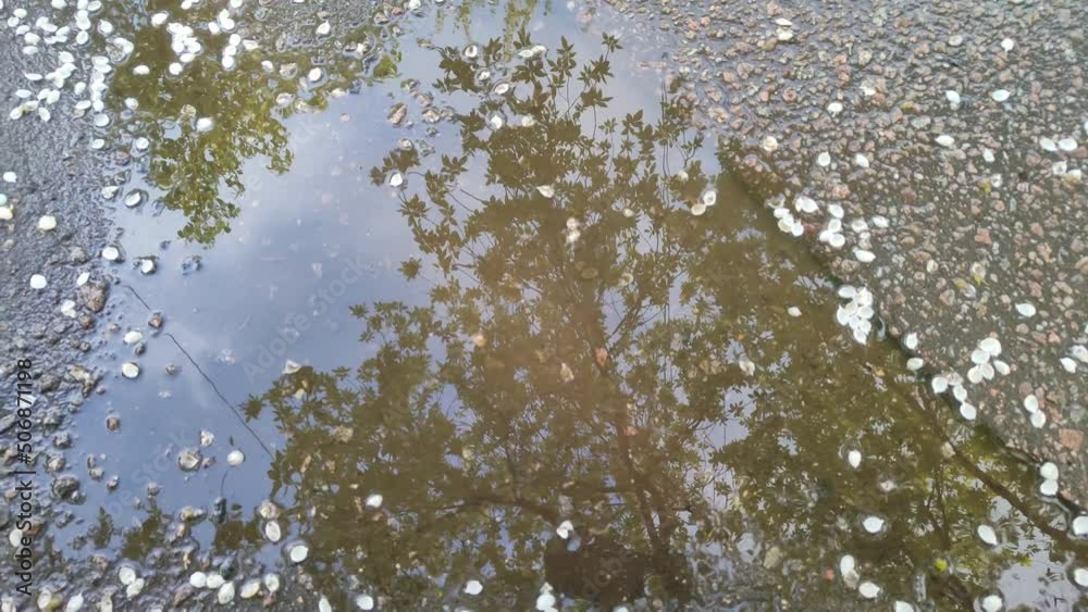 Reflection of trees in a puddle on the asphalt. Road after rain. 4k, footage, horizontal video, top view, flat lay Reflection of trees in a puddle on the asphalt. Road after rain. 4k, footage, horizontal video, top view, flat lay