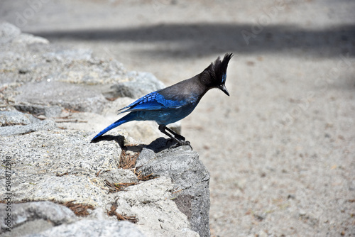 Blue bird