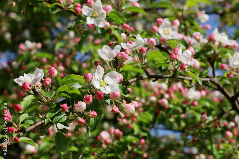 Apple blossom on a branch in spring garden in sunny day. Pink buds and flowers with green leaves