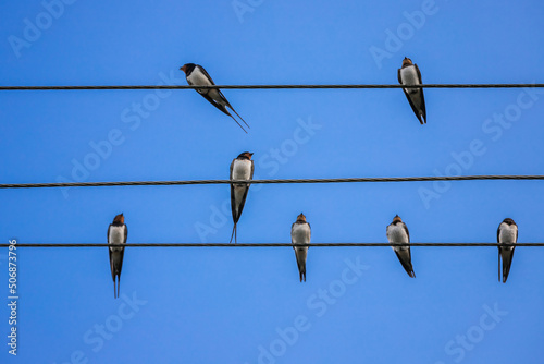 Swallows are on wires, close up photo over blue sky
