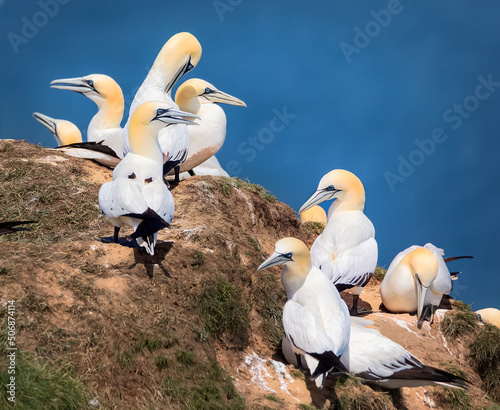 Foto Flock of Northern gannets relax on Bempton Cliffs