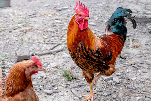 Fotografie Colorful gallic rooster cock showing off to a hen in the garden
