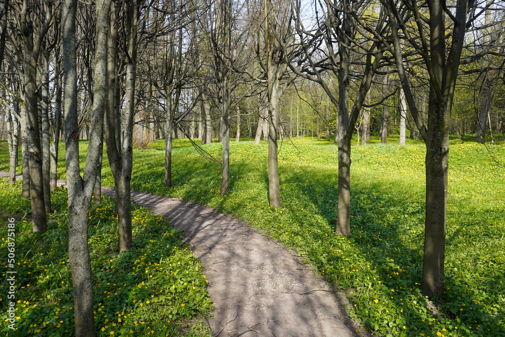 Obraz premium Tree alley with curved path in the park in sunny day