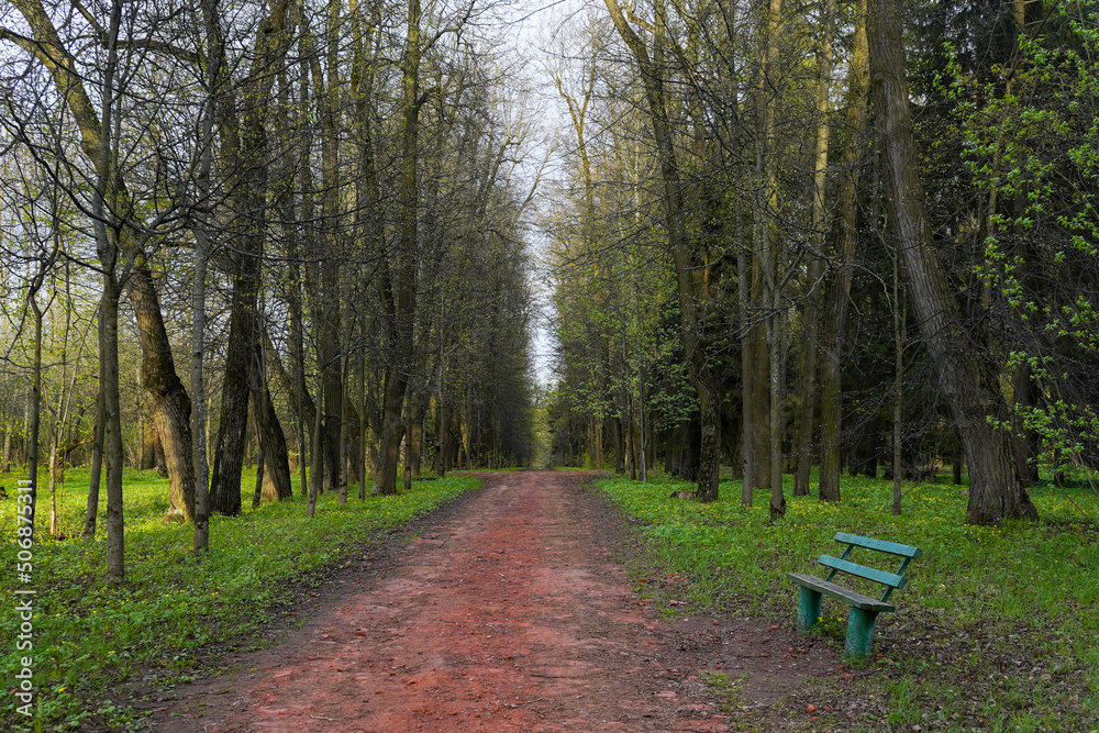 Tree alley with road and bench in the park Tree alley with road and bench in the park