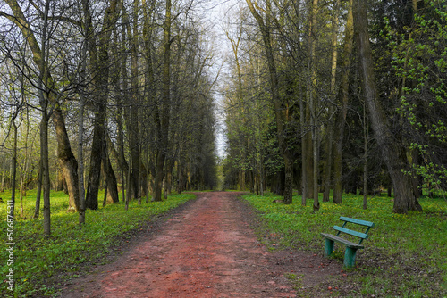 Tree alley with road and bench in the park