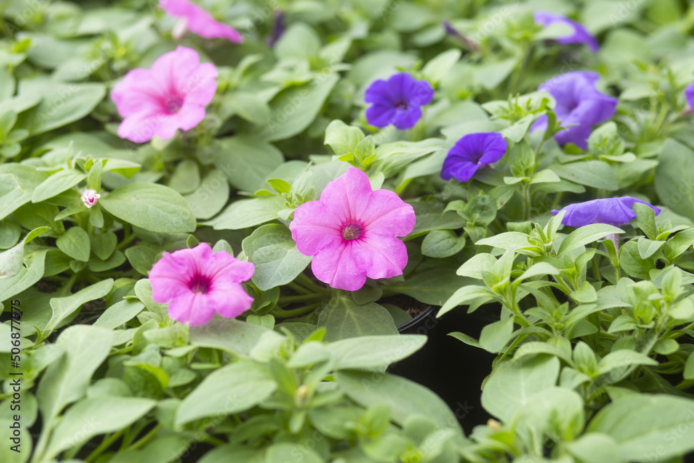 Purple mexican petunia beautiful blooming flower green leaf background. High quality photo