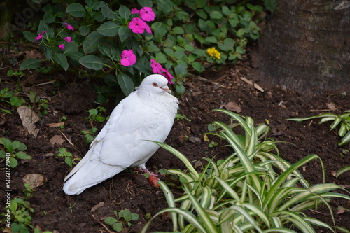 White Pigeon