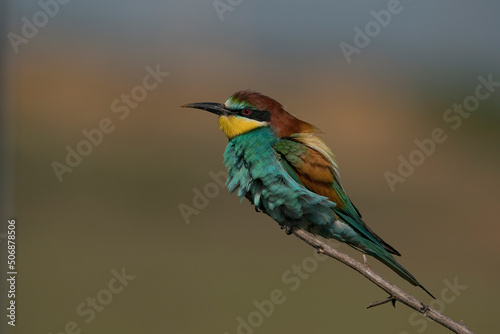 European Bee-eater (Merops apiaster9) perched on a dry tree branch © Ali Tellioglu