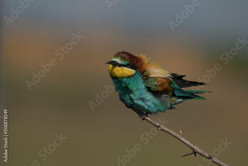 European Bee-eater (Merops apiaster9) perched on a dry tree branch