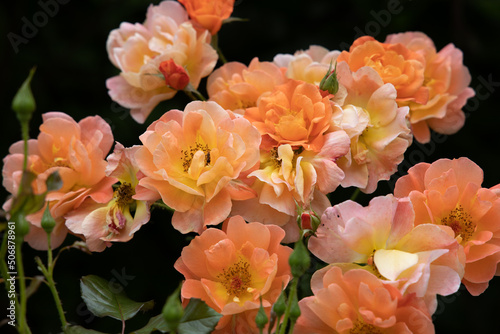 Fototapeta Naklejka Na Ścianę i Meble -  Rosen in voller Blüte