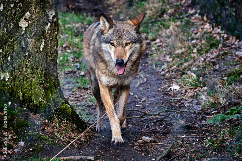 Europäischer Wolf ( Canis lupus ).