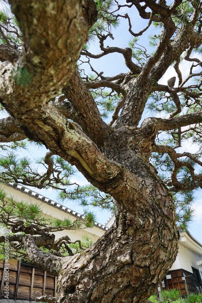 Fototapeta premium tree in the park