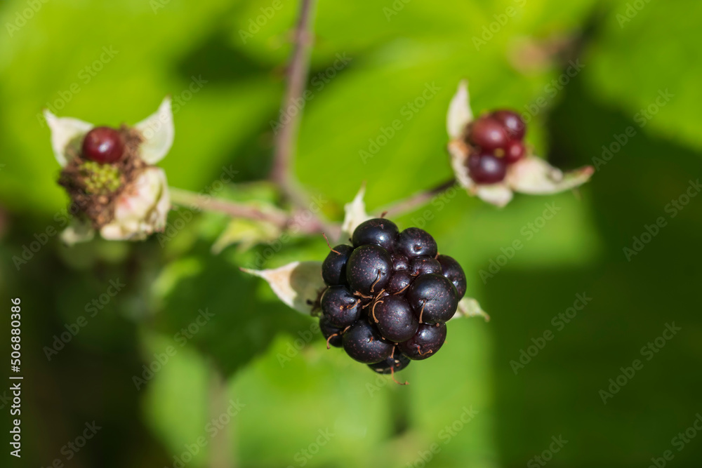 Close-up of ripe blackberries against a blurred green background in Rheinhessen/Germany