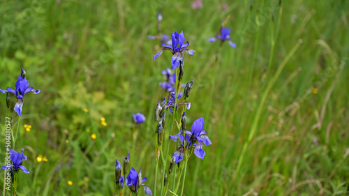 flower, kwiat, Sommer, lato , colori, macro, natura, łąka