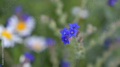 flower, kwiat, Sommer, lato , colori, macro, natura, łąka