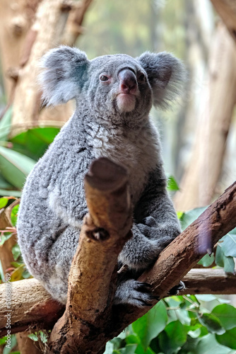 Fototapeta Naklejka Na Ścianę i Meble -  Koala ( Phascolarctos cinereus ).