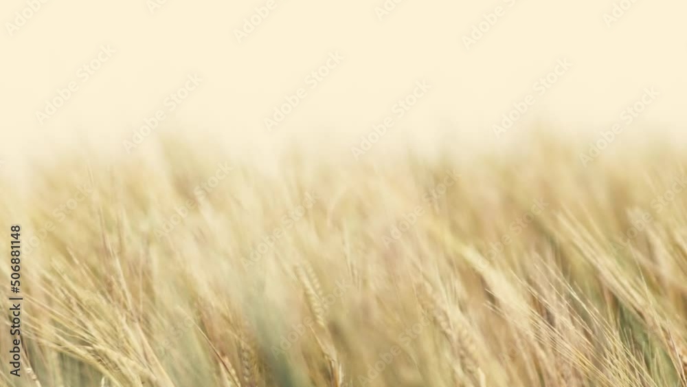 field of golden wheat on cliff in light wind