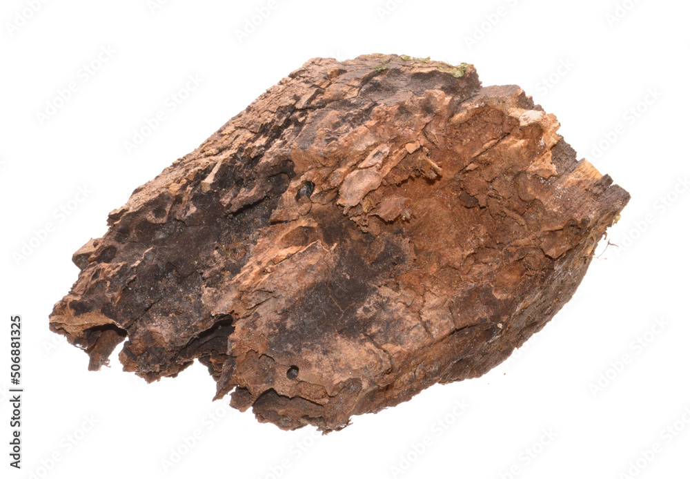 rotten tree isolated on white background rotten tree isolated on white background