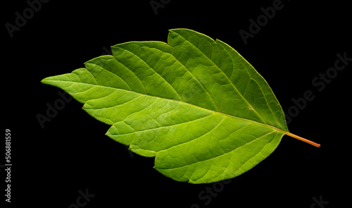 Green leaf on a black background