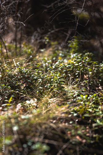 autumn leaves in the grass