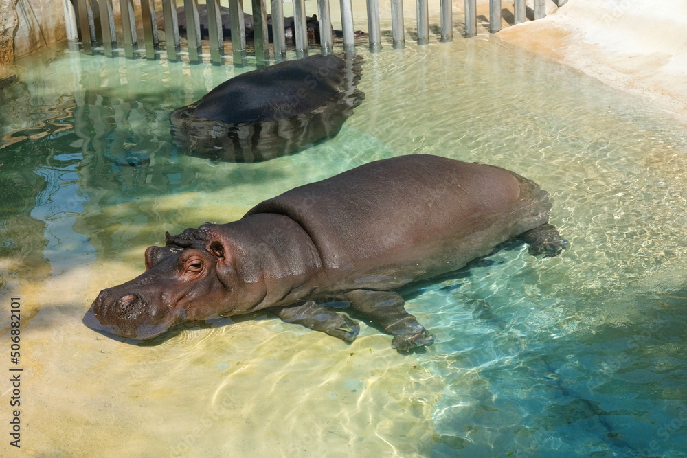 Fototapeta premium Hippopotamus in Barcelona Zoo Spain