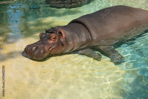 Hippopotamus in Barcelona Zoo Spain