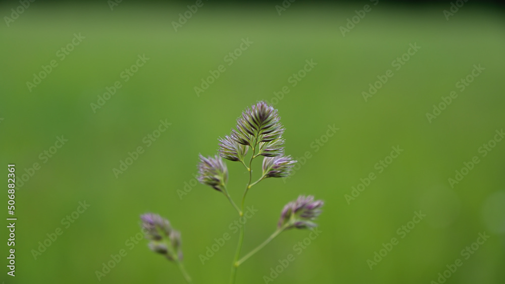 FLOWER,TREE,PLANTS,ANIMALS, LANDSCAPE FLOWER,TREE,PLANTS,ANIMALS, LANDSCAPE