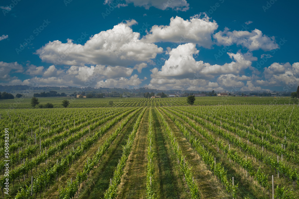 Green rows of vineyards against the blue sky and cumulus clouds. Plantation vineyard top view. Aerial panorama of Italian vineyards. Green rows of vineyards against the blue sky and cumulus clouds. Plantation vineyard top view. Aerial panorama of Italian vineyards.