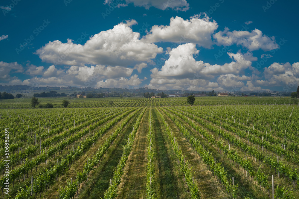 Green rows of vineyards against the blue sky and cumulus clouds. Plantation vineyard top view. Aerial panorama of Italian vineyards.