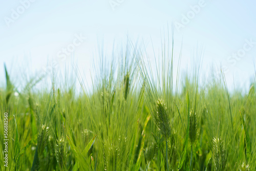 Wheat field, close up, selective focus. Agricultural scene in Russia. Cereal plantation.