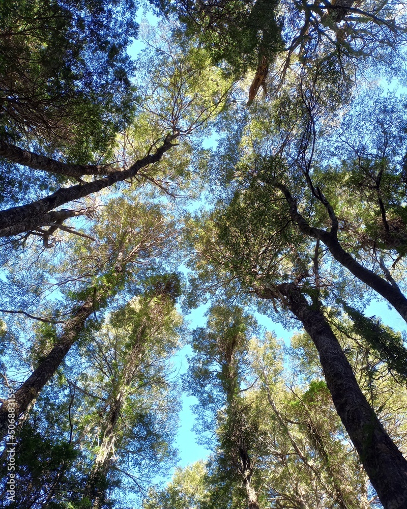 Fototapeta premium trees in the forest