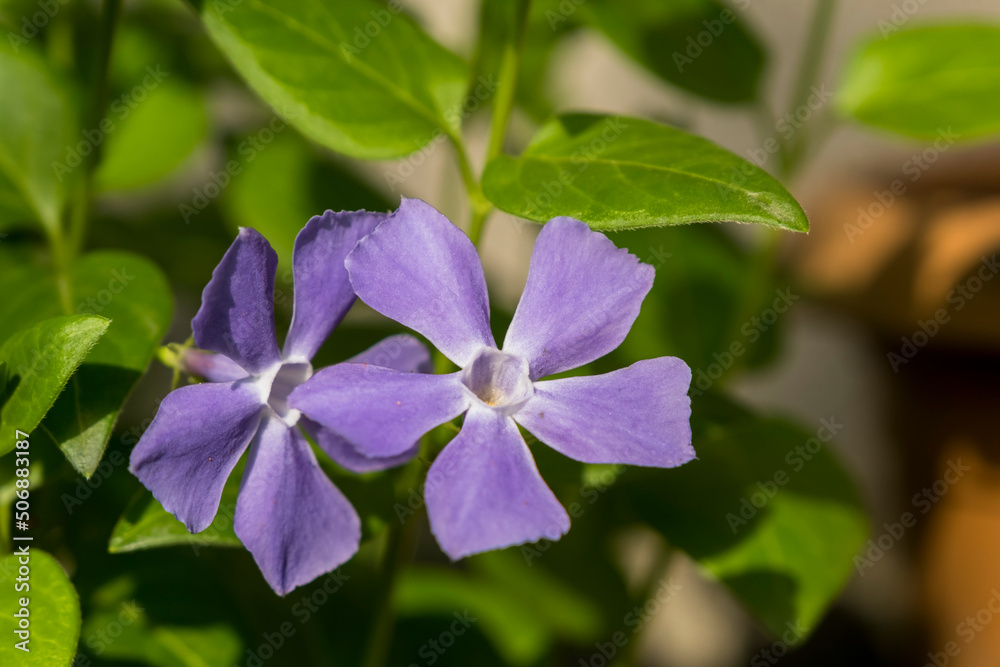The genus Vinca of the family Apocynaceae, vinca major. Its name is used as The genus Vinca of the family Apocynaceae, vinca major. Its name is used as periwinkle.. The genus Vinca of the family Apocynaceae, vinca major. Its name is used as The genus Vinca of the family Apocynaceae, vinca major. Its name is used as periwinkle..