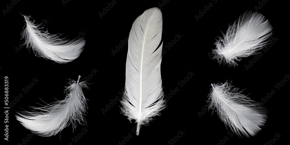 white feather of a goose on a black background white feather of a goose on a black background