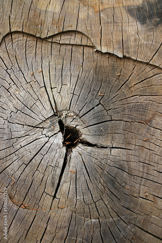 Detail of a stump section
