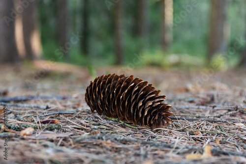 Close up of pine cone on the ground on a forest bed covered with needles with blurred background on an early summer day . © OKemppainen