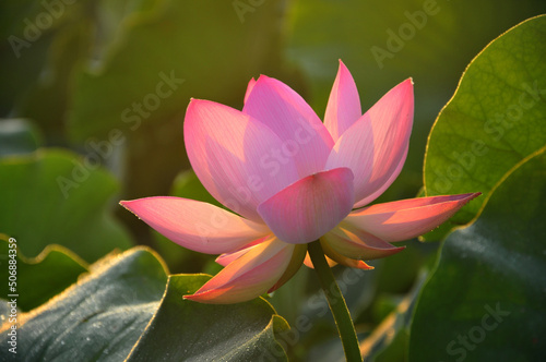 Pink lotus flower