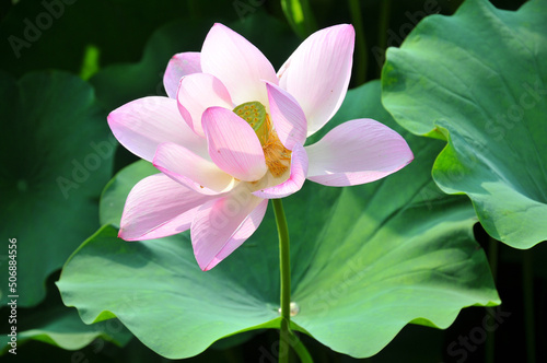 Pink lotus lowers