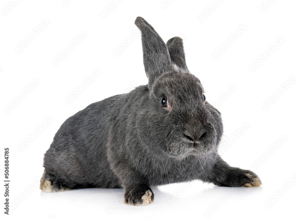 Obraz premium Bleu de Vienne in studio