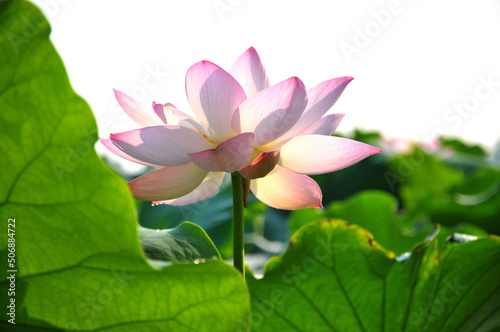 pink lotus flower