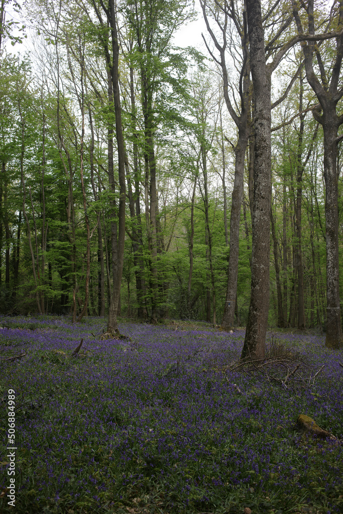 Fototapeta premium Bluebell woods - Carpet of Hyacinthoides non-scripta in spring