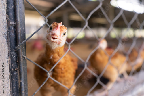 Young Creole hen showing her head to see through a metal mesh in a corral in Matagalpa Nicaragua