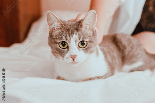 The domestic cat is sitting on the bed. The concept of transmission of parasites from animals to humans