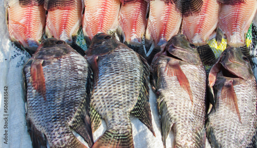 tilapia being treated for feed, we see fresh fish without scales tilapia being treated for feed, we see fresh fish without scales