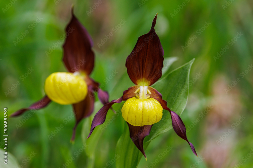 Sabot de Venus (Cypripedium Calceolus), European orchid in the Vercors (France)